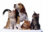 Ветеринарная клиника DogCity